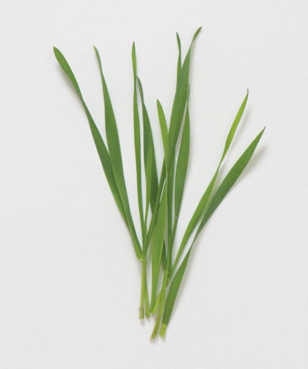Hard Red Winter Wheat - Organic Shoot Seed