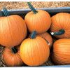 Racer - Organic (F1) Pumpkin Seed