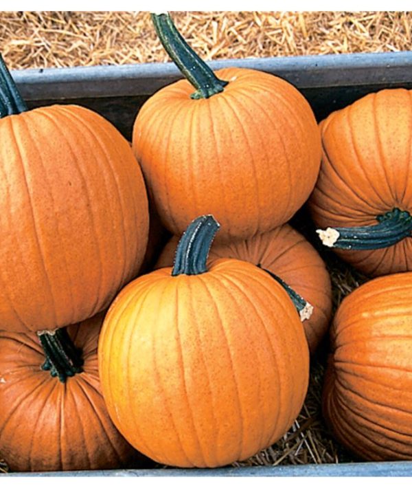 Racer - Organic (F1) Pumpkin Seed