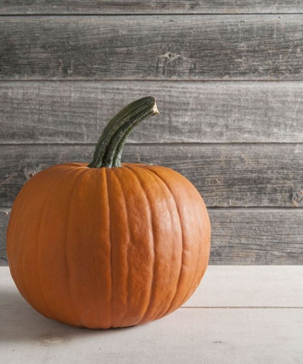 Racer - Treated (F1) Pumpkin Seed