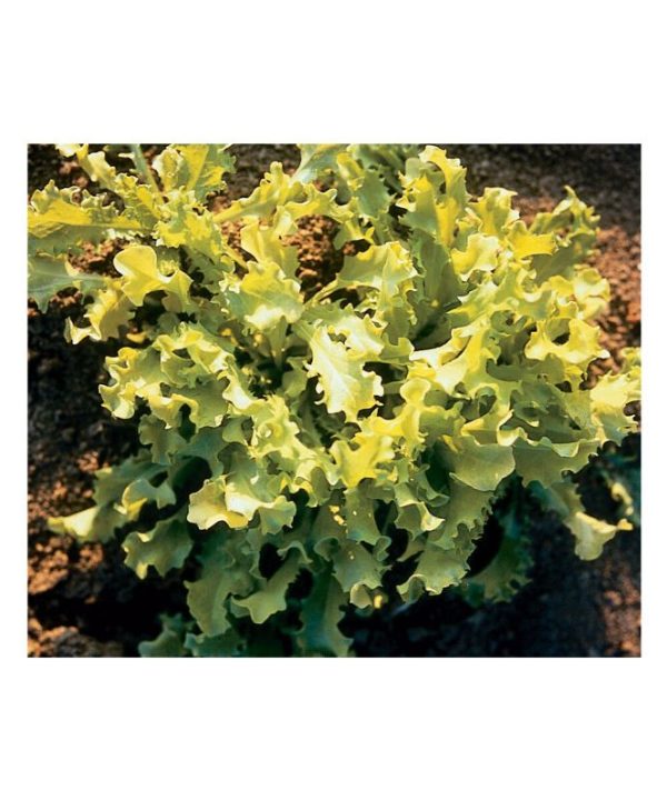 Bianca Riccia - Endive Seed
