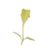 Chicory, Bianca Riccia - Microgreen Seed
