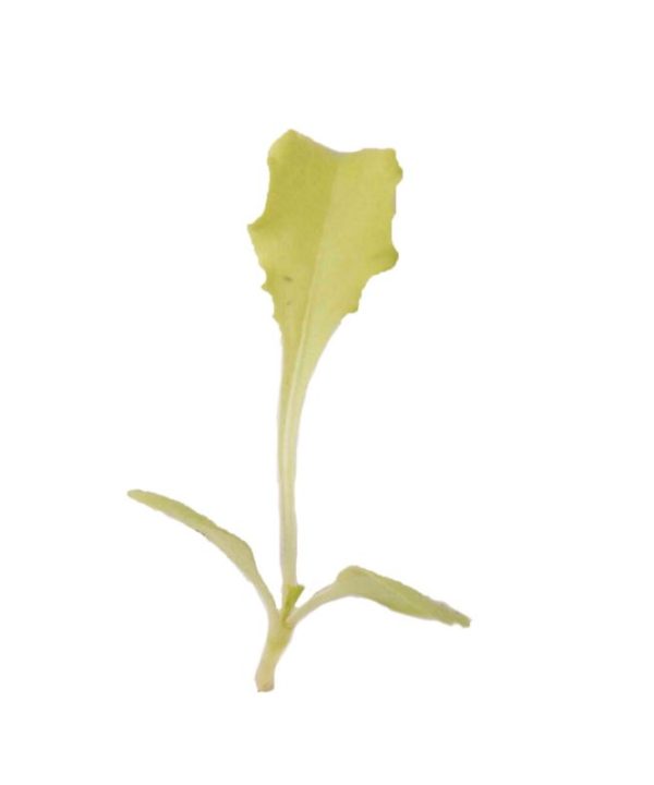 Chicory, Bianca Riccia - Microgreen Seed