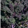 Redbor - Organic (F1) Kale Seed