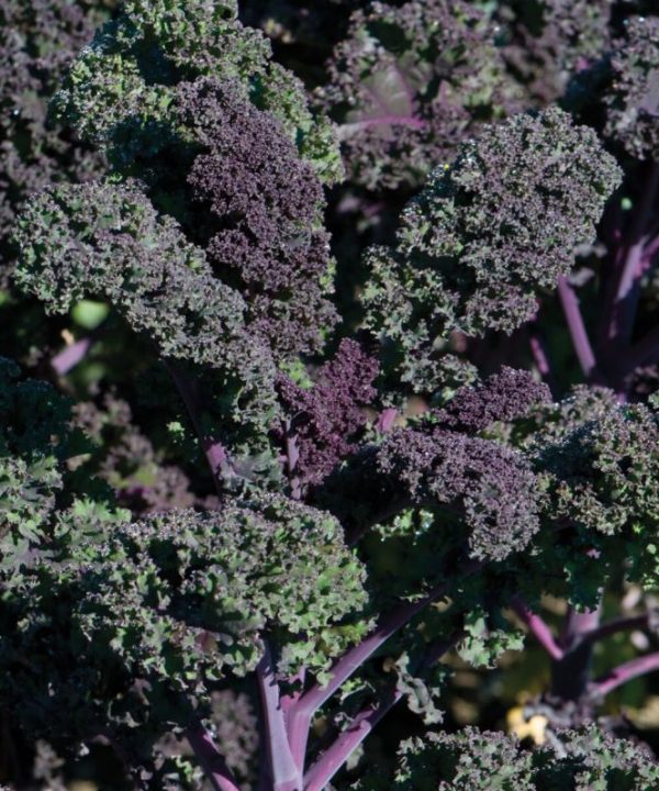 Redbor - Organic (F1) Kale Seed