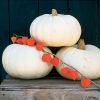 Valenciano - Pumpkin Seed