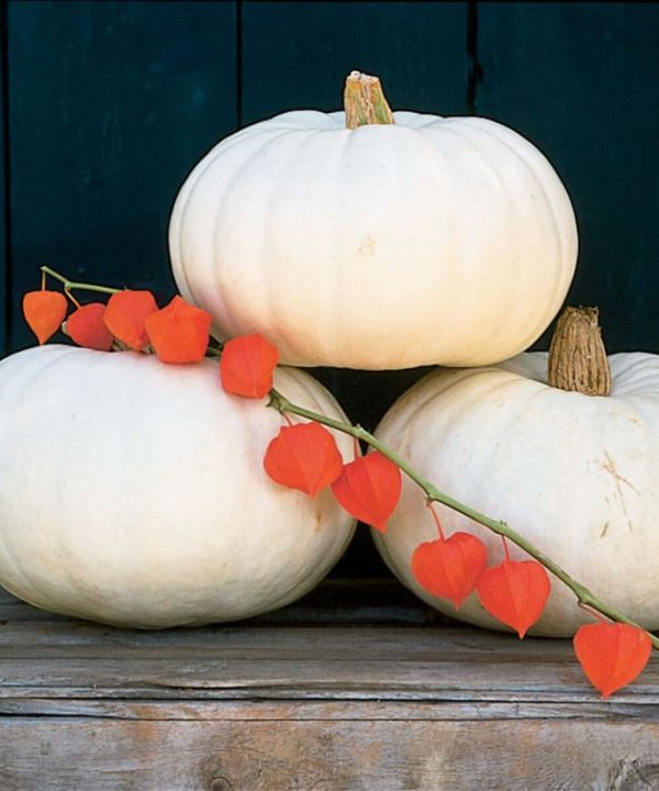 Valenciano - Pumpkin Seed