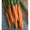 Mokum - (F1) Carrot Seed