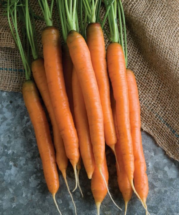 Mokum - (F1) Carrot Seed