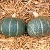 Cha-Cha - Organic (F1) Kabocha Squash Seed