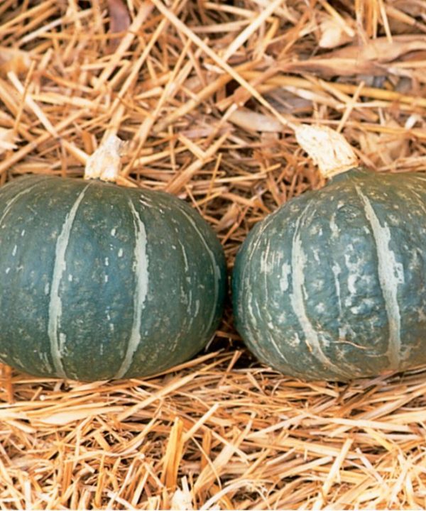 Cha-Cha - Organic (F1) Kabocha Squash Seed