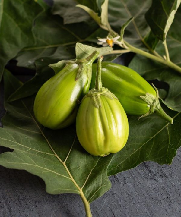 Comprido Verde Claro - Eggplant Seed