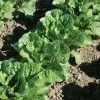 Green Forest - Lettuce Seed