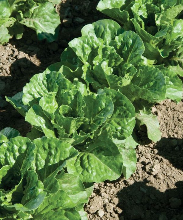 Green Forest - Lettuce Seed