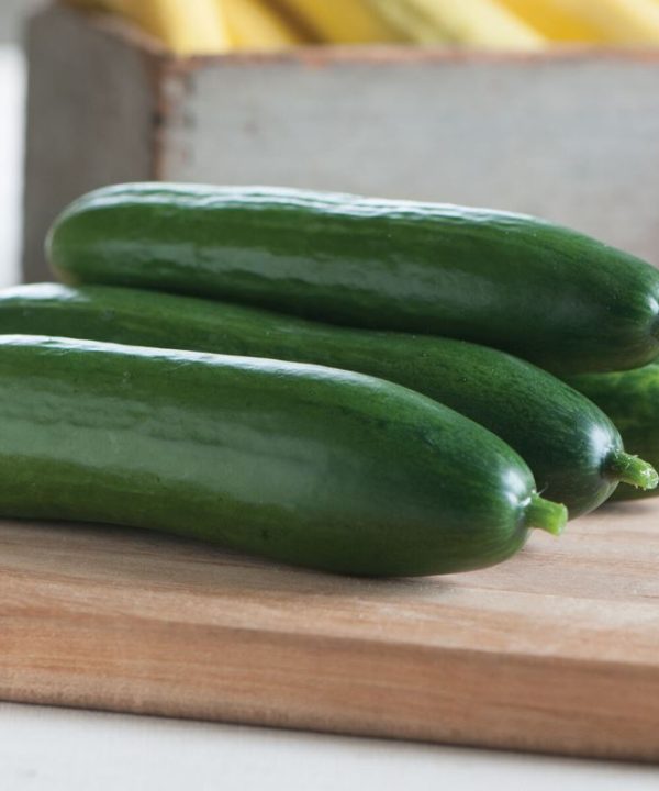 Diva - Treated Cucumber Seed