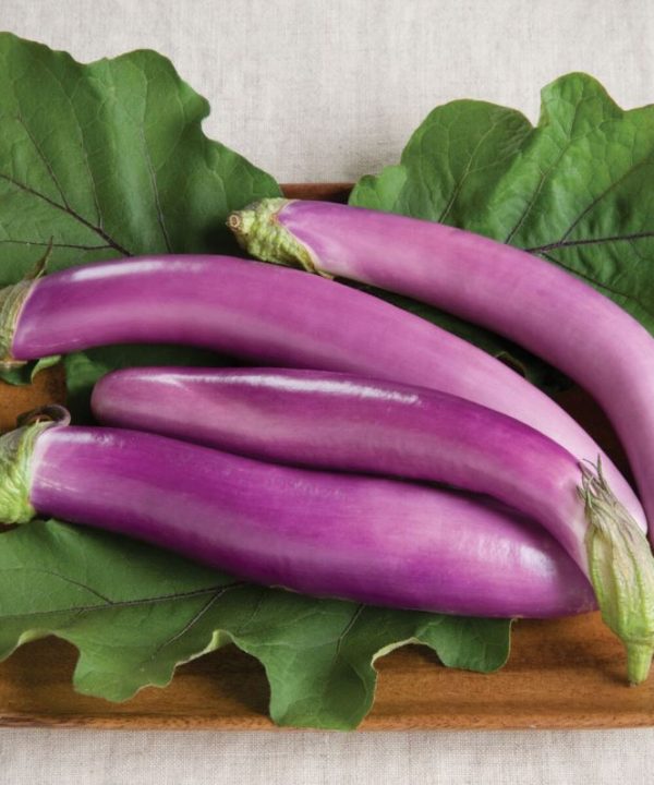 Orient Charm - (F1) Eggplant Seed