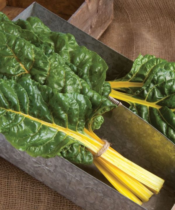 Bright Yellow - Swiss Chard Seed
