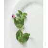 Dwarf Grey Sugar - Pea Seed
