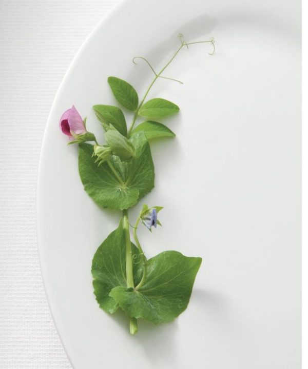 Dwarf Grey Sugar - Pea Seed
