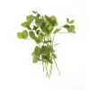 Dwarf Grey Sugar Pea - Shoot Seed