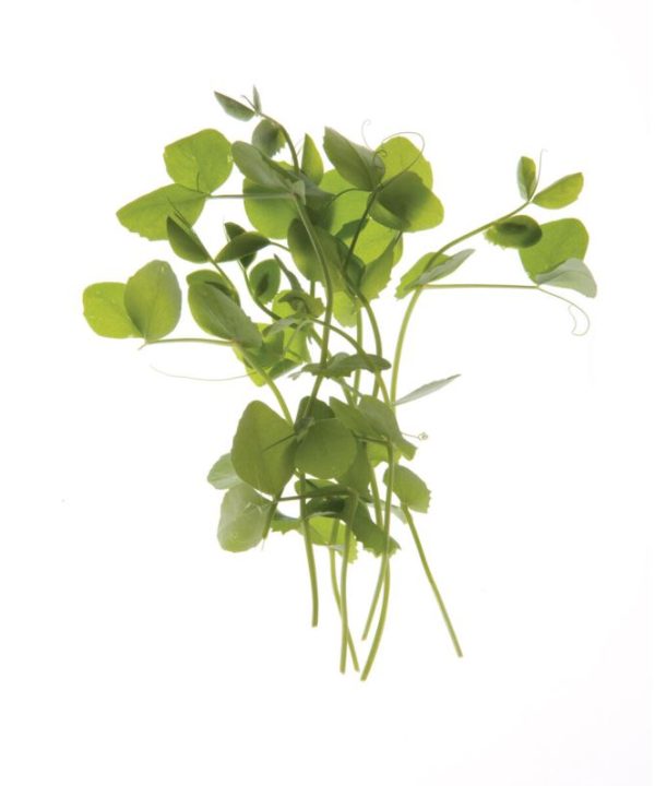 Dwarf Grey Sugar Pea - Shoot Seed