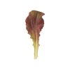 Outredgeous - Organic Lettuce Seed