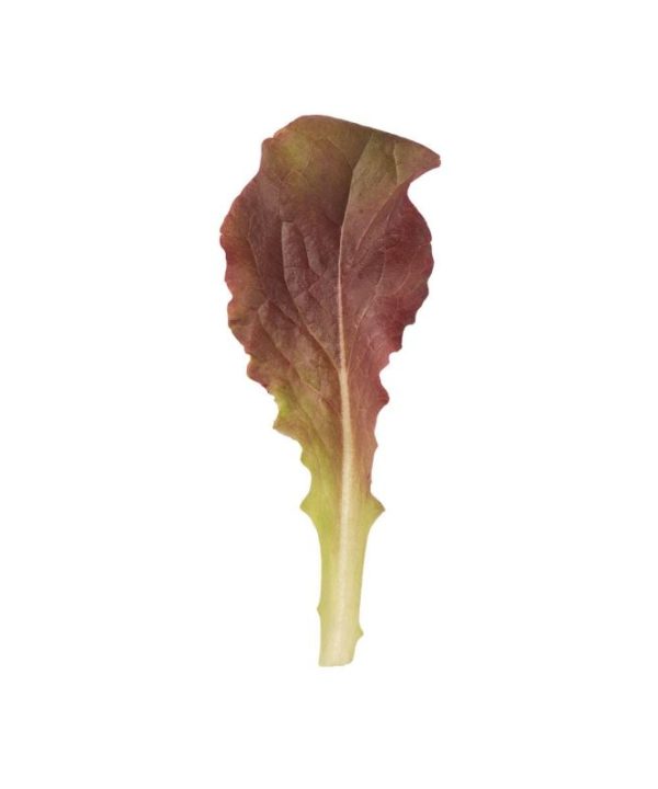 Outredgeous - Lettuce Seed