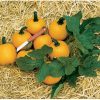 Wee-B-Little - Pumpkin Seed