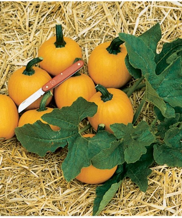Wee-B-Little - Pumpkin Seed