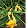 Zephyr - (F1) Yellow Summer Squash Seed
