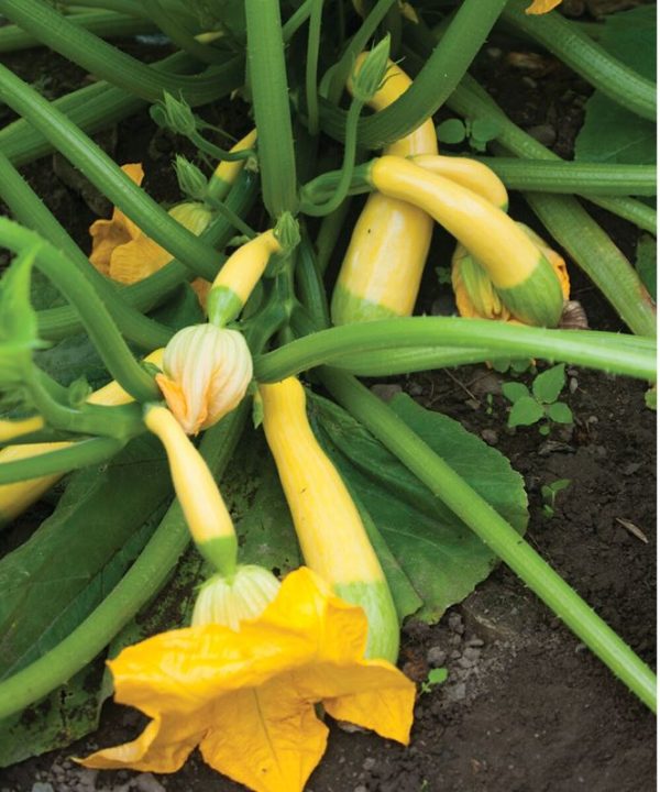 Zephyr - (F1) Yellow Summer Squash Seed