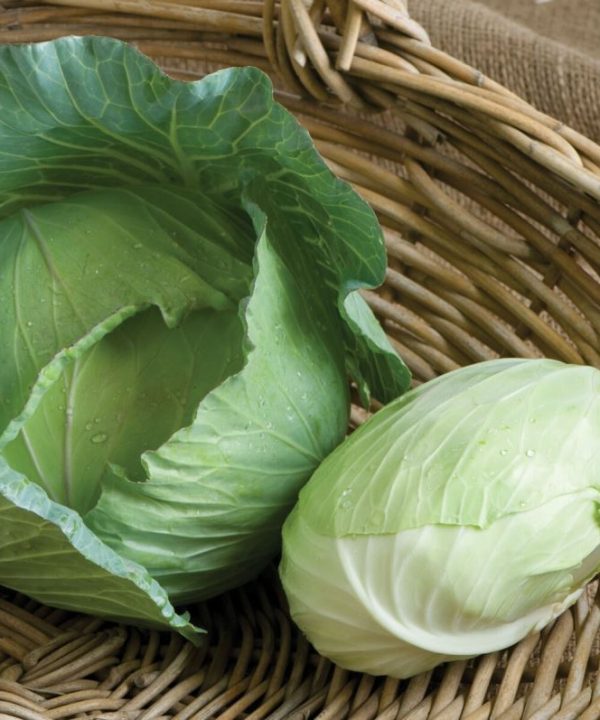 Tendersweet - (F1) Cabbage Seed