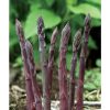 Purple Passion - (F1) Asparagus Seed