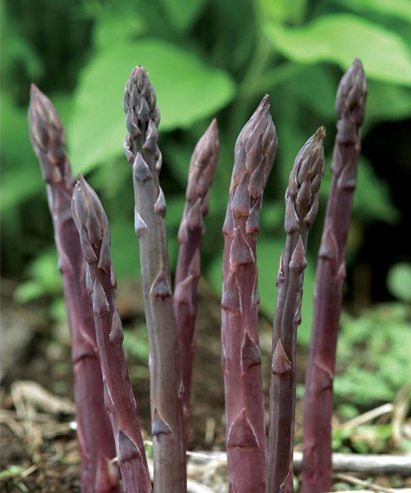 Purple Passion - (F1) Asparagus Seed