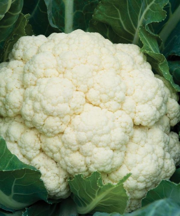 Amazing - Cauliflower Seed