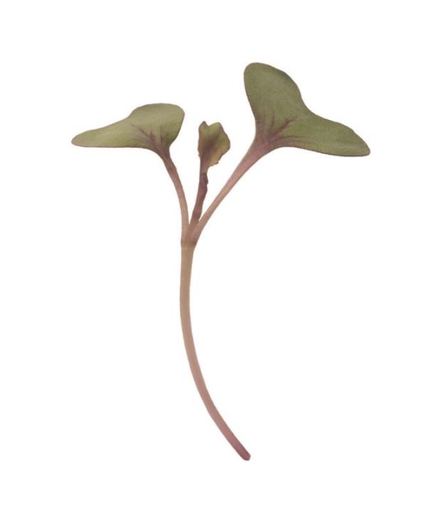 Cabbage, Red - Microgreen Seed