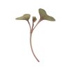 Cabbage, Red - Organic Microgreen Seed