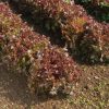 Red Saladbowl - Organic Lettuce Seed