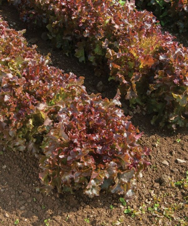 Red Saladbowl - Organic Lettuce Seed