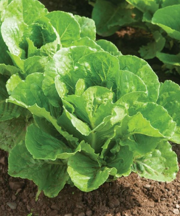Parris Island - Organic Lettuce Seed
