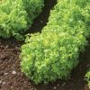 Green Saladbowl - Organic Lettuce Seed