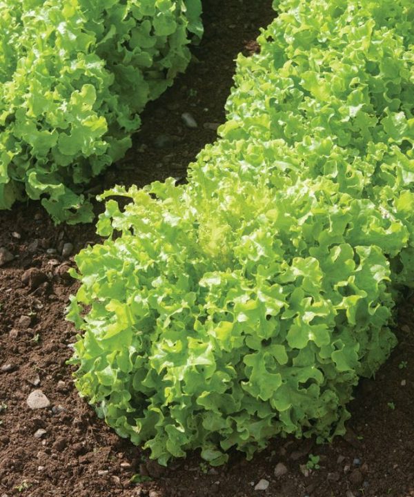Green Saladbowl - Organic Lettuce Seed