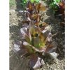 Rouge d'Hiver - Organic Lettuce Seed