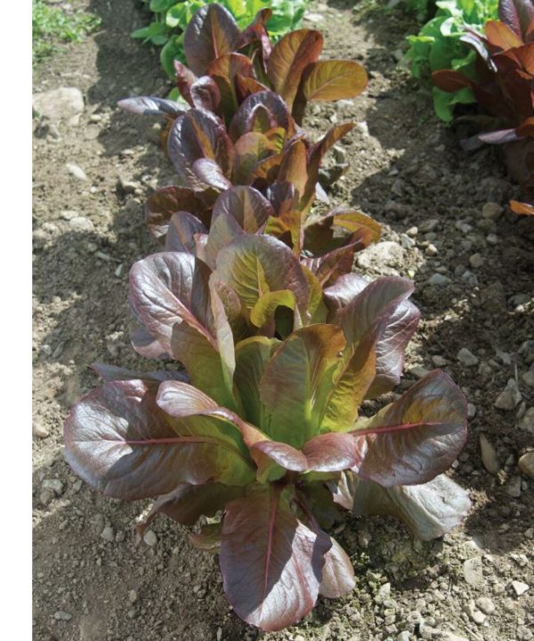 Rouge d'Hiver - Organic Lettuce Seed