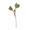 Kohlrabi, Purple - Microgreen Seed
