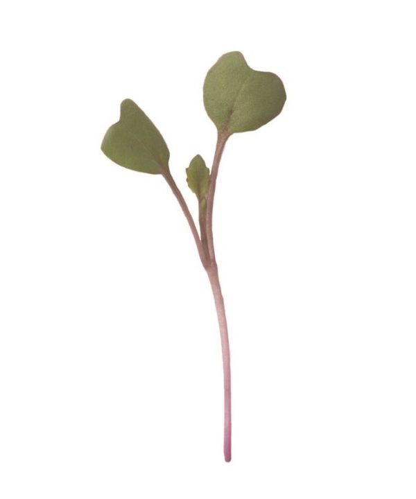 Kohlrabi, Purple - Microgreen Seed