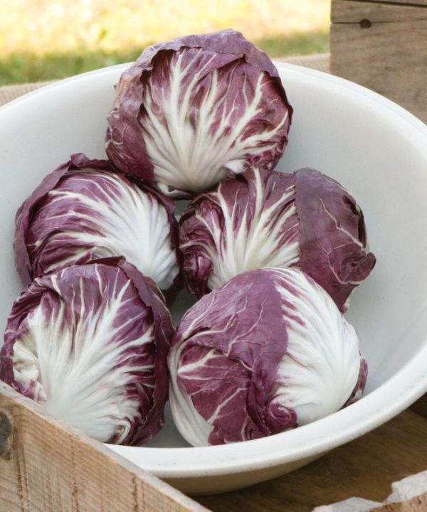 Indigo - (F1) Radicchio Seed
