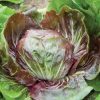 Indigo - (F1) Radicchio Seed