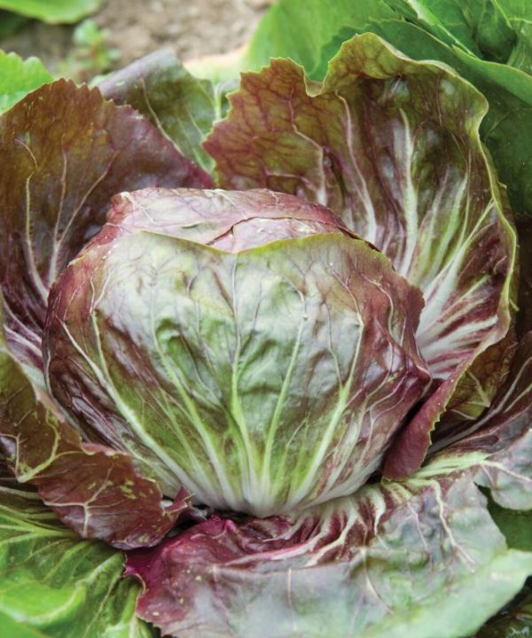 Indigo - (F1) Radicchio Seed