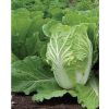 Rubicon - (F1) Chinese Cabbage Seed
